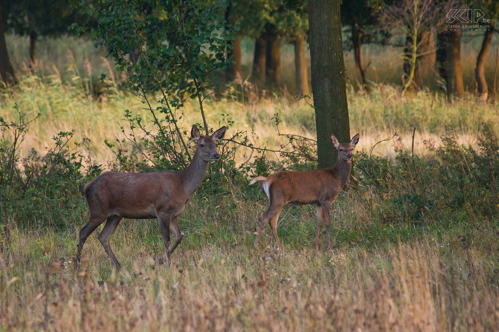 Red deer rut - Hinds  Stefan Cruysberghs